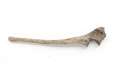 Animal bones, 