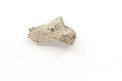 Animal bones, 